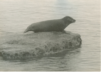 Wildlife that can be found in the sea around Cumbrae.